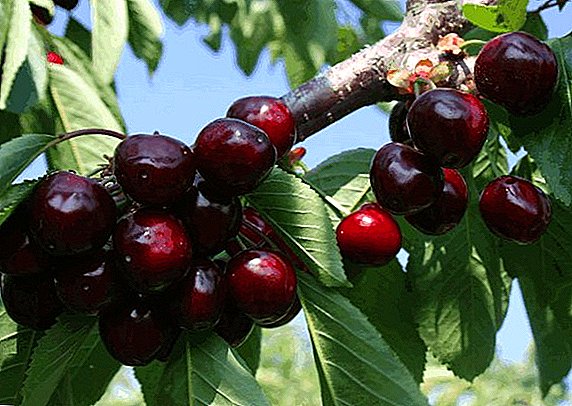 Variedad de cerezas dulces "Valeriy Chkalov": característica