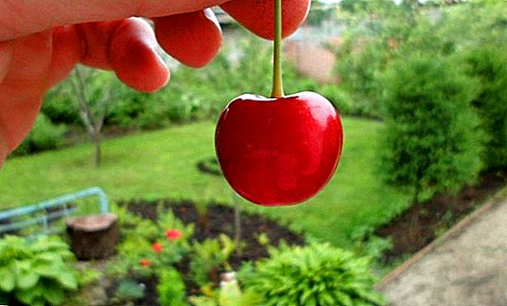 Variedade de doce de cereja "Vasilisa": características, segredos de cultivo bem sucedido
