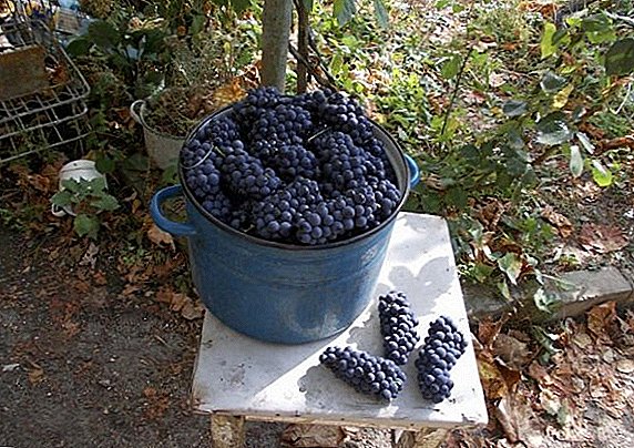 Zwarte druivensoort voor rode wijn "Kadarka"