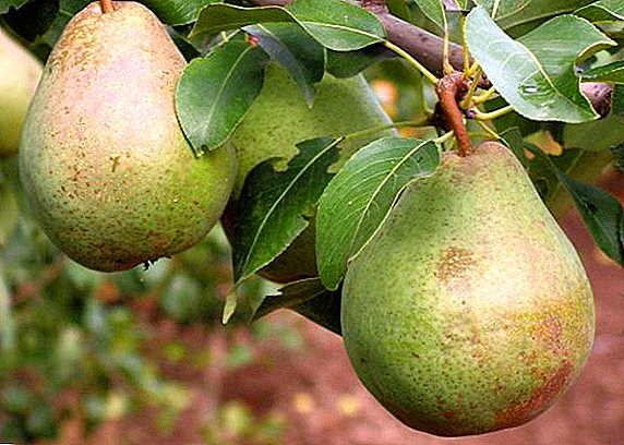 Variety of pears "Belarusian Late": characteristics, cultivation agrotechnics