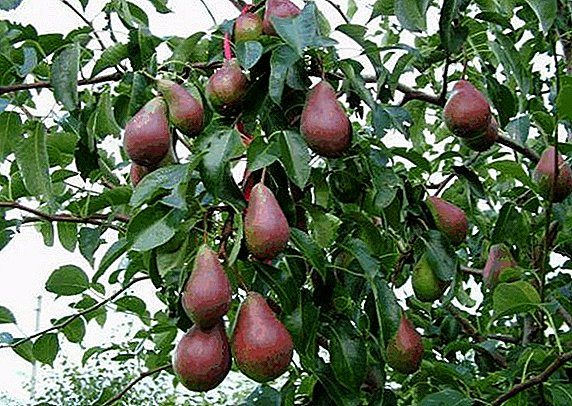 Variety of pears "Bryansk beauty": characteristics, advantages and disadvantages