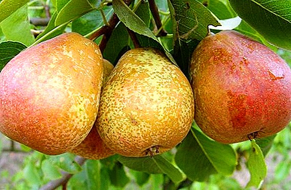 Variety of Dukhmyanaya pears: characteristics, pros and cons