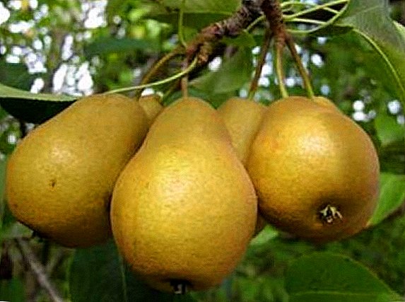 Pear variety "Thumbelina" feature, the secrets of successful cultivation