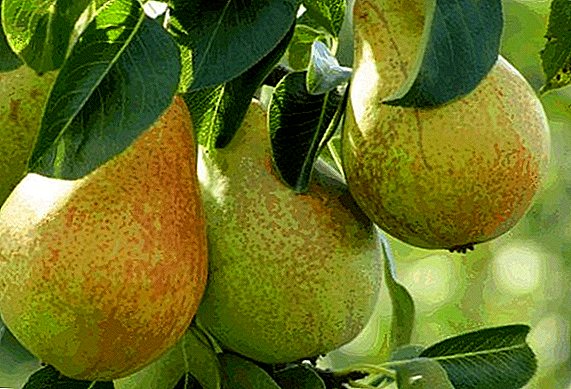 Variety pears "Hera": characteristics, advantages and disadvantages