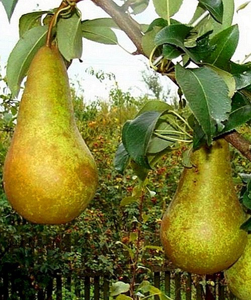 Variety of pears "Conference": characteristics, cultivation agrotechnology