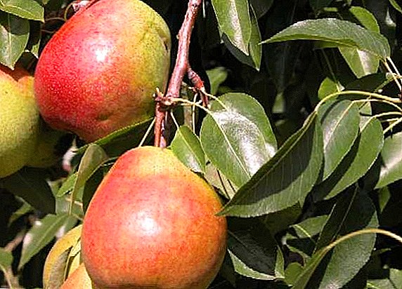 Variety av päron "Clapps favorit": egenskaper, odling av jordbruk