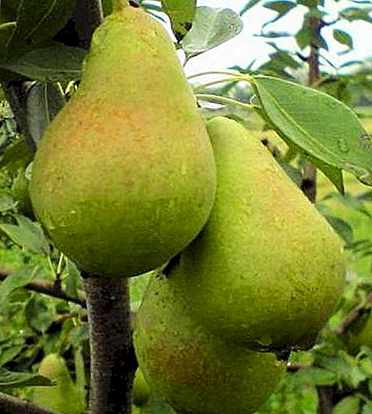 Variety pears "November": characteristics, secrets of successful cultivation