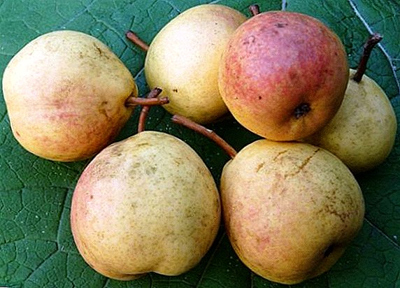 Rogned pear variety: description, characteristics of planting and care