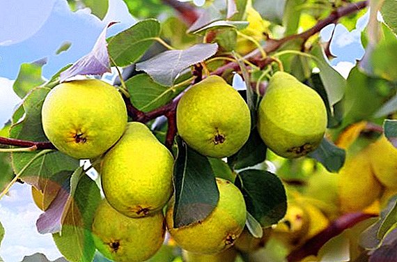 Variety of pears "Uralochka": characteristics, advantages and disadvantages