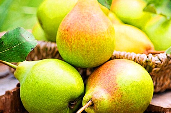 Variety pears "Century": characteristics, pros and cons