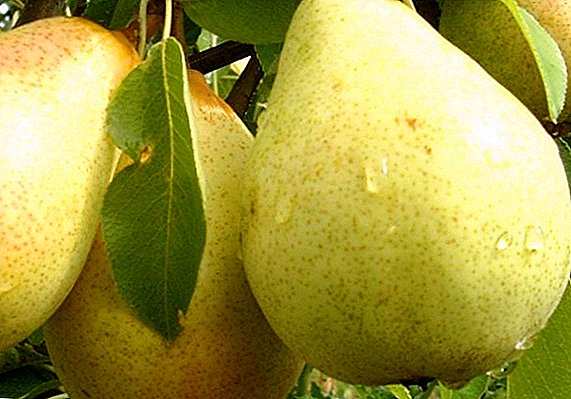 Variety of pears "True": characteristics, advantages and disadvantages