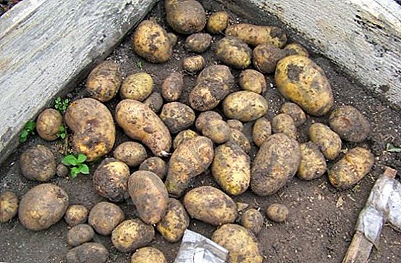 Người trồng khoai tây "Nông dân": đặc điểm, bí mật của việc trồng trọt thành công