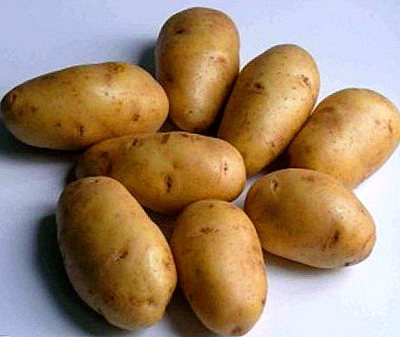 Variety of potatoes Dutch breeding Impala