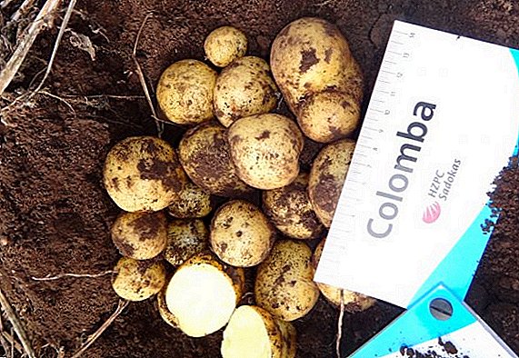 Kartoffelsort "Colombo" ("Colomba"): egenskaper, hemmeligheter for vellykket dyrking