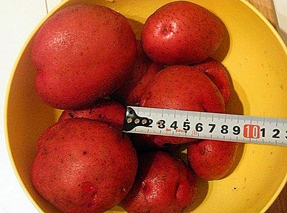 Patates Çeşitleri "Cesaret": özellikleri, başarılı yetiştiriciliğin sırları