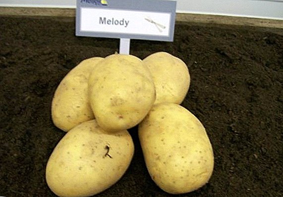 Sorta krumpira "Melody": osobine, tajne uspješnog uzgoja
