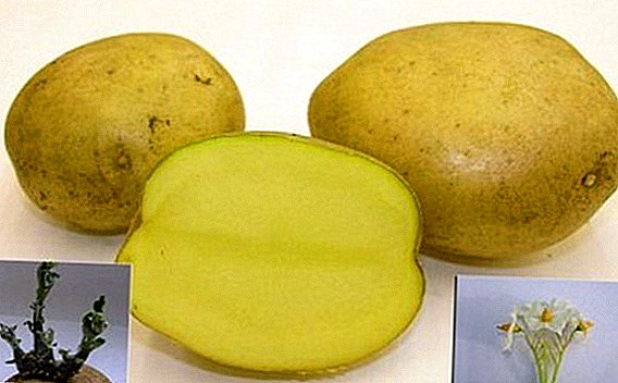 نيزك البطاطا متنوعة: الخصائص ، زراعة agrotechnology