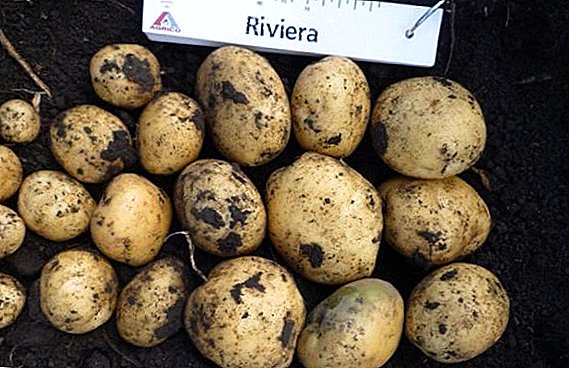 Verscheidenheid aan aardappelen "Riviera": karakter, teelttechniek