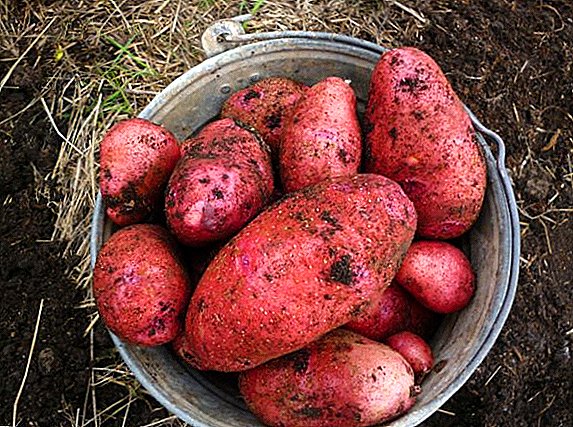 Rodrigo-Kartoffelsorte: Merkmale, Anbau-Agrotechnologie