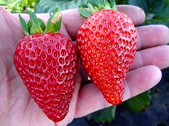 Variety of strawberries "Albion"