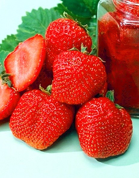 Variété de fraise "Gigantella"