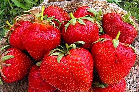 Variedad de fresas "Cardenal": descripción, cultivo, posibles enfermedades.
