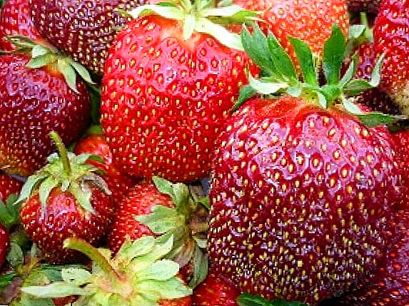 Strawberry variety "Queen Elizabeth"