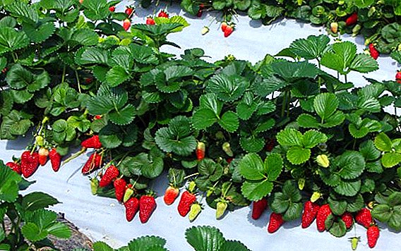 Strawberry variety "Roxana": description, cultivation and pest control