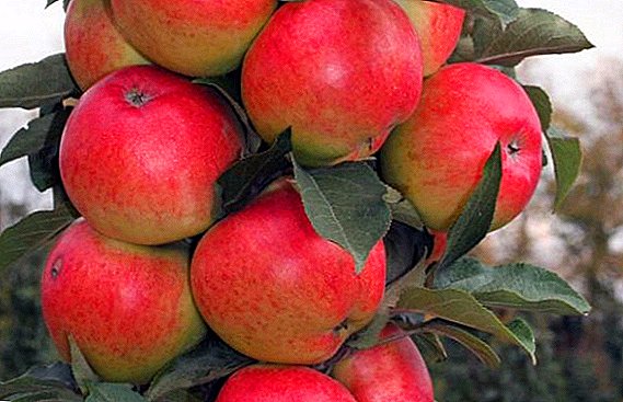 Različne kolone jabolka "Valuta", sajenje in skrb za drevo na vrtu