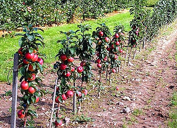 مجموعة متنوعة من التفاح عمودي "Vasyugan": الخصائص ، وزراعة المحاصيل الزراعية