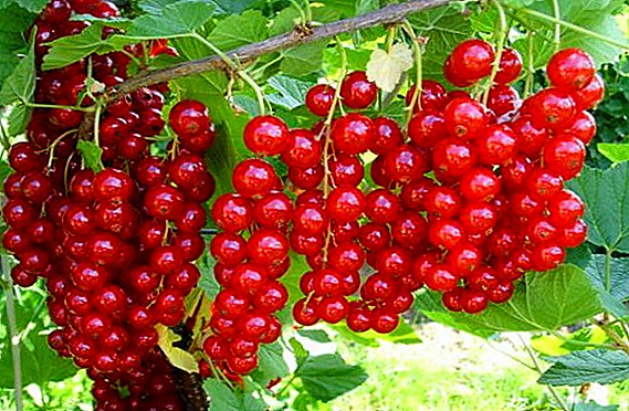 Variety of red currant "Sugar": characteristics, secrets of successful cultivation