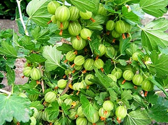 Gooseberry variety "Beryl": characteristics, secrets of successful cultivation