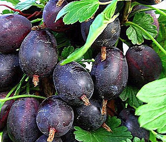 Gooseberry variety "Grushenka": characteristics, cultivation agrotechnics