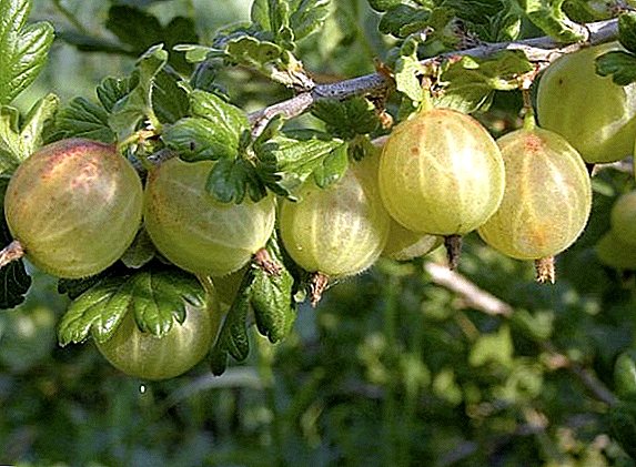 Varietà di uva spina "Primavera": caratteristiche, agricoltura agrotecnica