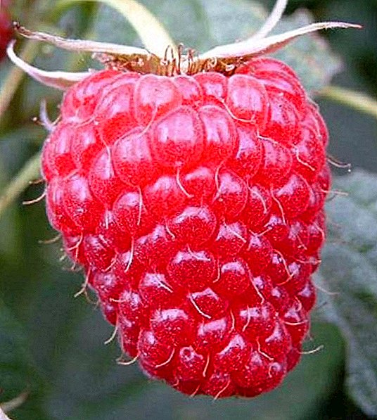 Hindbær sorter Brusuvian: egenskaber og dyrkning agrotechnology
