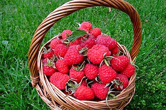 Raspberry variëteit Ispolin: karakteristieken, teelt agrotechniek