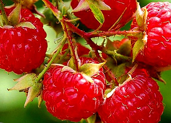Berbagai Raspberry Sederhana: ciri, rahsia penanaman yang berjaya