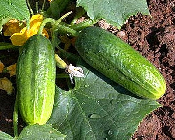 Verscheidenheid aan komkommers "Elegant": kenmerken en beschrijving