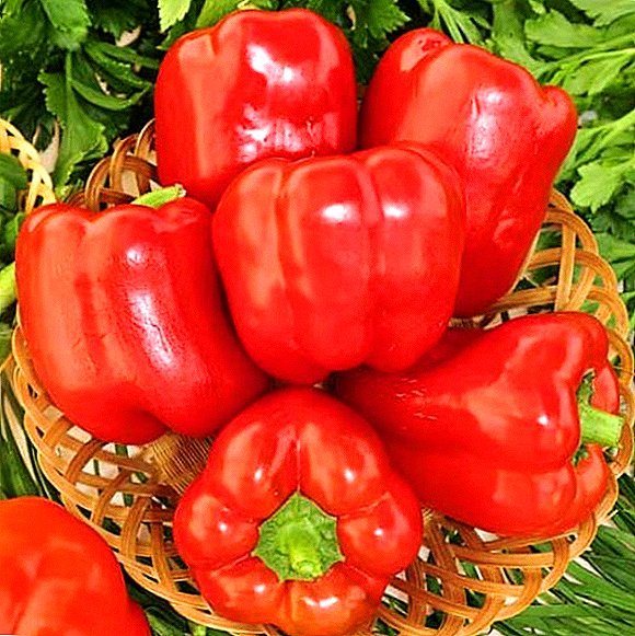 Flamenco pepper variety: photo and description, cultivation agrotechnics