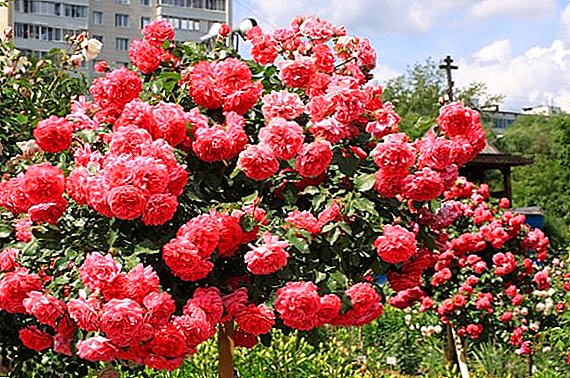 Разнообразие от розови рози "Розарий Утерсен"