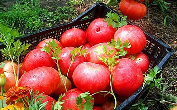Variedad de tomate Korneevsky rosa: descripción y características