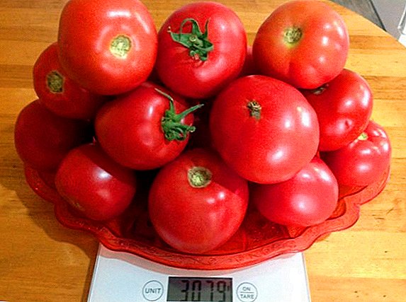 Cosmonauta Volkov variedad de tomate: características y cultivo agrotécnico.