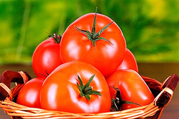 Variety of tomato bear feet: characteristics, secrets of successful cultivation
