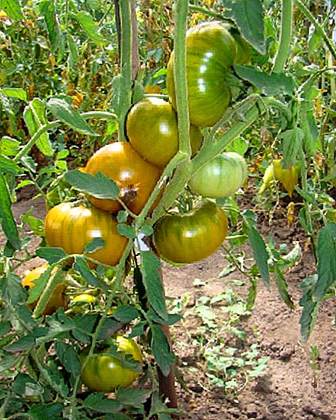 Variedad de tomates "Caja de malaquita": características, pros y contras