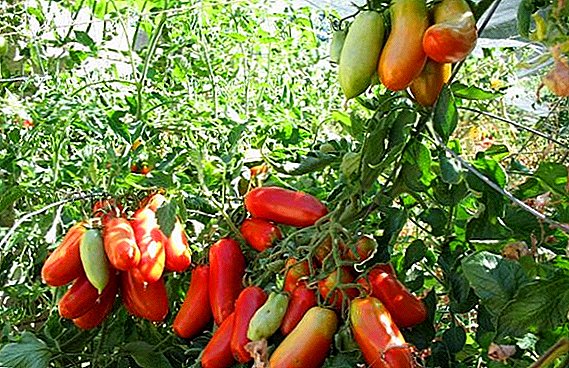 מגוון רוקט עגבניות: מאפיינים, יתרונות וחסרונות