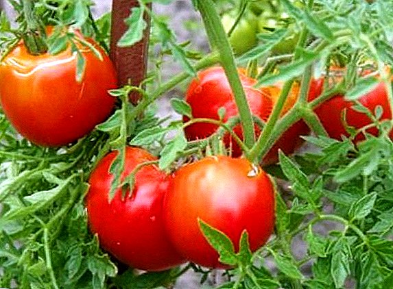 Variety of tomatoes with carrot leaves "Carrot"