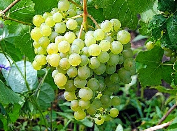 Grade of grapes "Aleshenkin"