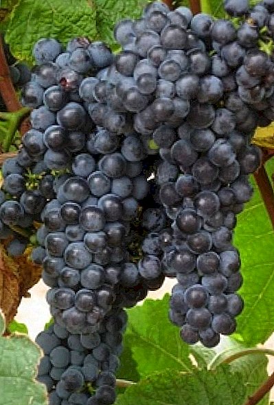 Grape variety "Amur"
