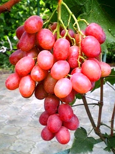 Grade de raisin "Anyuta"