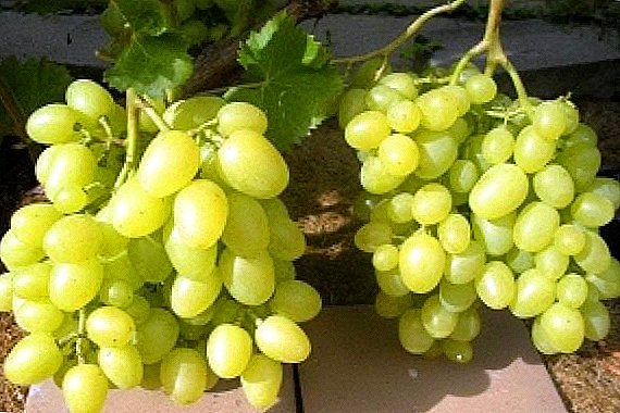 The grape variety "Arcadia"